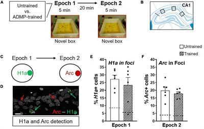 Behavioral and Cellular Tagging in Young and in Early Cognitive Aging